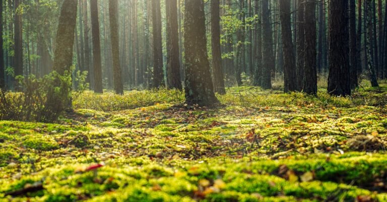 A serene forest view in Wielbark, Poland with sunlight filtering through the trees.