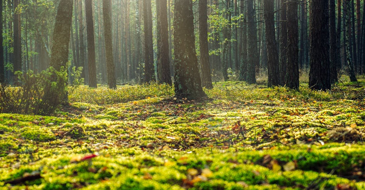 A serene forest view in Wielbark, Poland with sunlight filtering through the trees.
