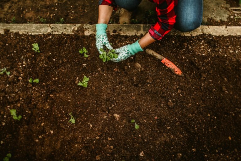 Curso de Huerto Orgánico