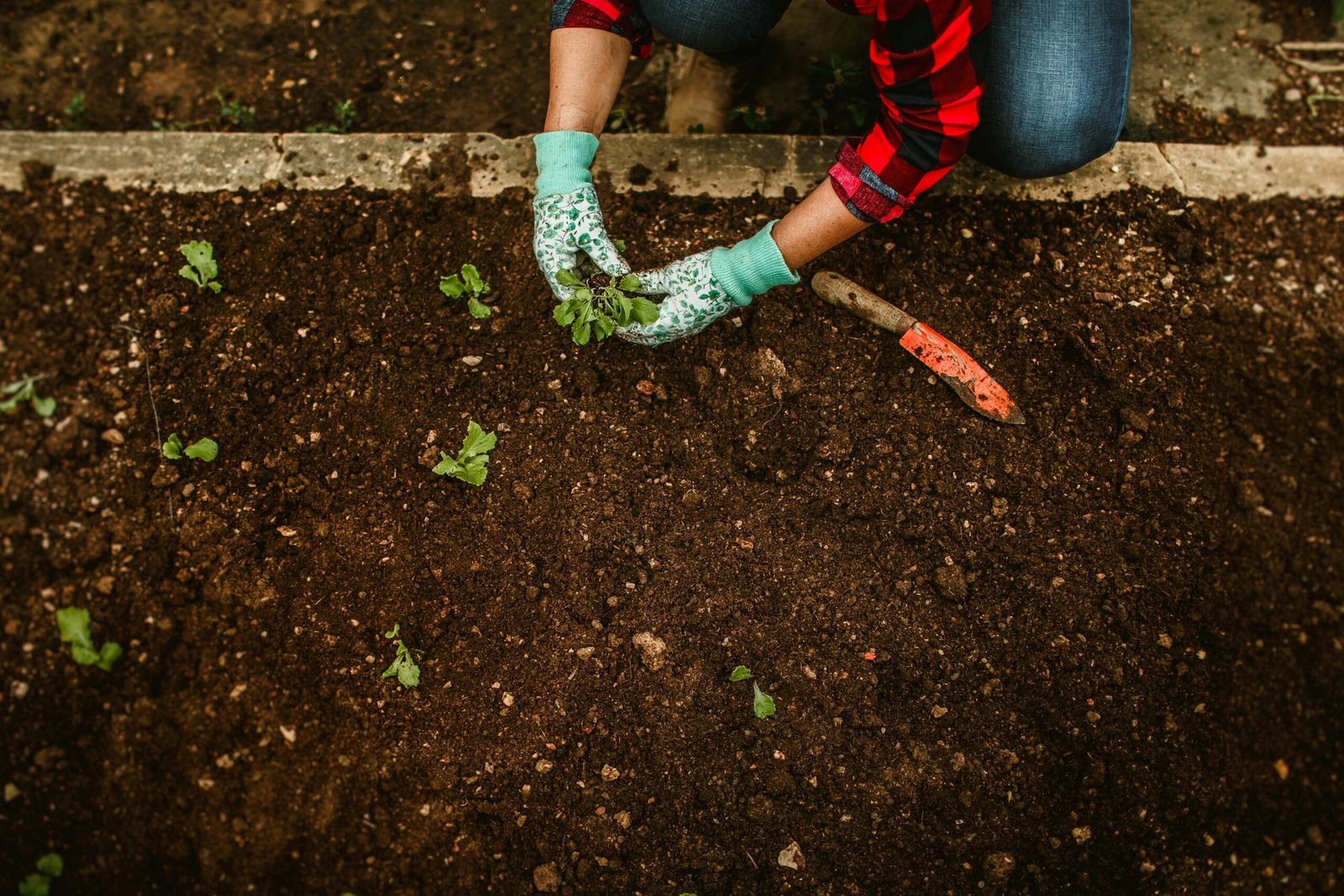 Curso de Huerto Orgánico